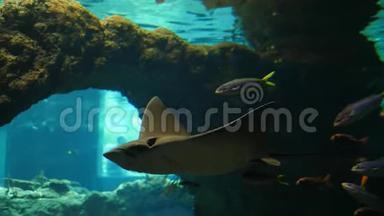 鱼类动物园，大型抽筋鱼在水族馆里游泳，小鱼在干净的水里
